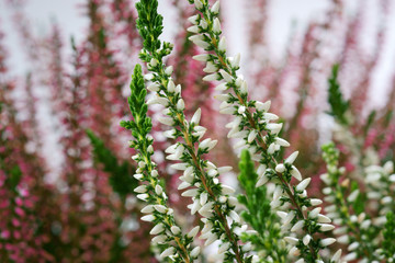 Calluna vulgaris Helena