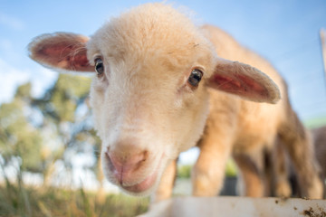 Portrait of a Cute Lamb