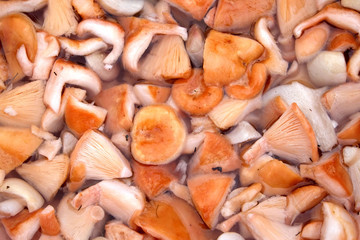 Many washed edible mushrooms chopped in small pieces in water are preparated for salting as background top view close up