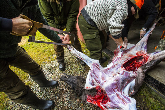 Hunters are slaughtering a moose