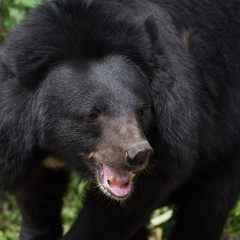 Closeup asiatic black bear face