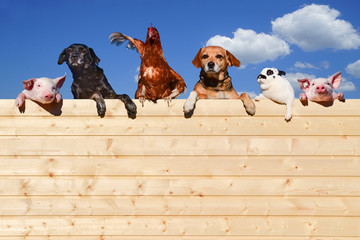 Gruppe von Haustieren schaut über eine Holzwand, Werbung - Banner