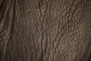 Rhino skin texture