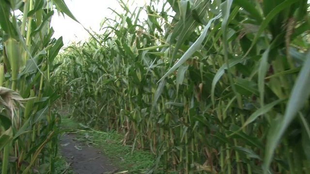 Point of view while walking through corn maze.