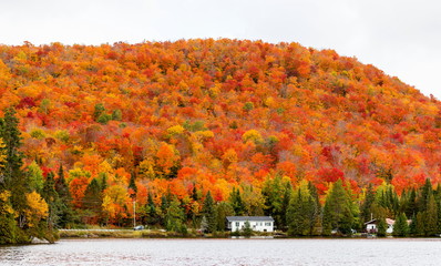 Autumn beginning to take affect on cottage country in the Quebec north. Trees turning blood red before the winter onslaught. - 124463655
