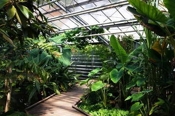 Fototapeta na wymiar Green plants in the botanical garden
