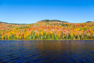 Autumn beginning to take affect on cottage country in the Quebec north. Trees turning blood red before the winter onslaught.