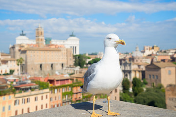 skyline of Rome and seagull bird, Rome Italy