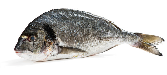 Fototapeta premium Ryba Dorada (Sparus aurata L.)