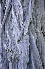 Текстура ствола белой акации.