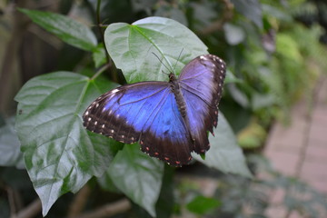 Farfalla viola