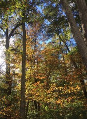 bright fall foliage against sunlight