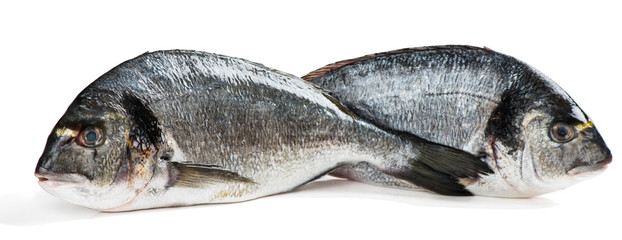 Whole raw dorado fishes