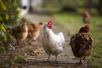 Rooster and chickens grazing on the grass