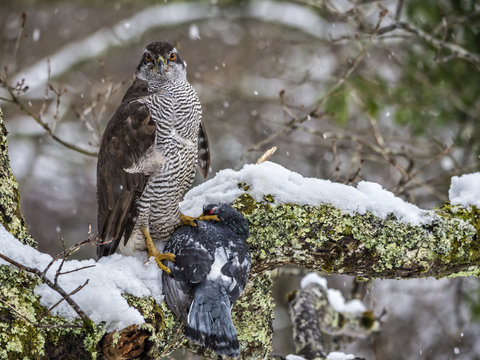 A female northern goshawk (Accipiter gentilis) perched on a branch of an oak, preparing to eat a pigeon, while it snows in the winter in northern Spain.