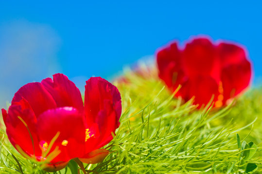 Fototapeta Red peonies flower in Steppe Reserve at Zau de Campie, Romania
