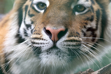 portrait of Amur tiger