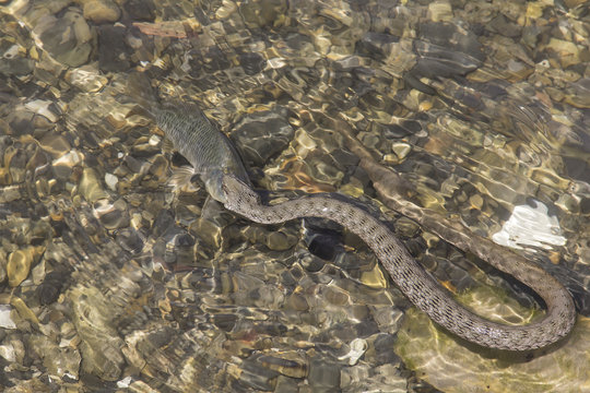 Wildlife. Snake catches and eats a fish in the water.