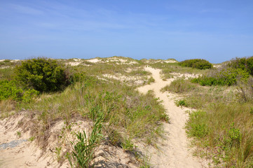Fototapeta na wymiar Sand Dune in Cape Hatteras National Seashore, on Hatteras Island, North Carolina, USA