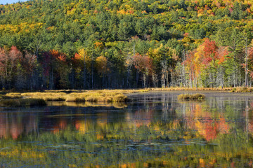 Fall foliage reflected in water of bog in New Hampshire.