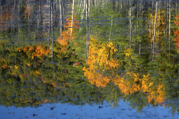 Reflections of fall foliage in New Hampshire bog.