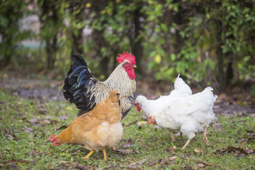 Rooster and chickens grazing on the grass