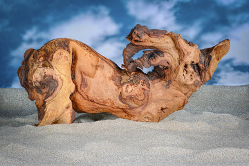 Mopani wood (driftwood) on light colored sand with blue sky in background