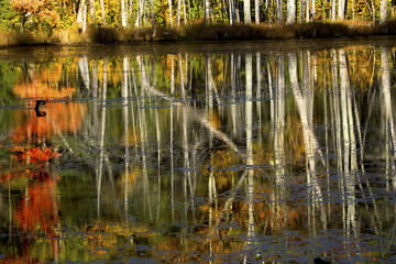 Reflections of fall foliage in New Hampshire bog.