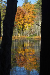 Obraz premium Fall foliage reflected in water at Quincy Bog.