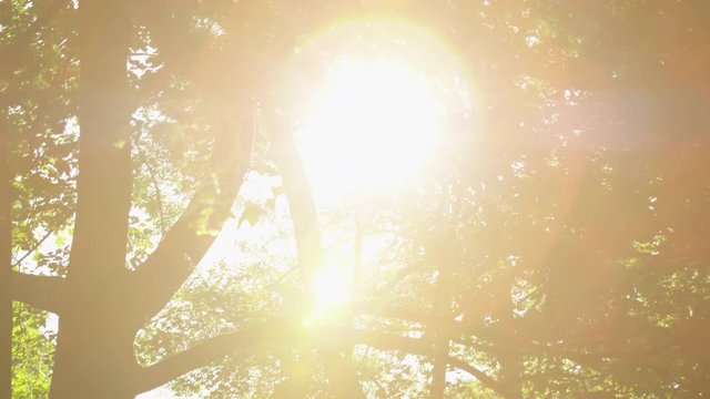 View of the sun through the leaves of the trees overhead on a glorious morning in Parukarka park in Prague, Czech Republic. Bright lens flares through first half with a large tree trunk prominent in l