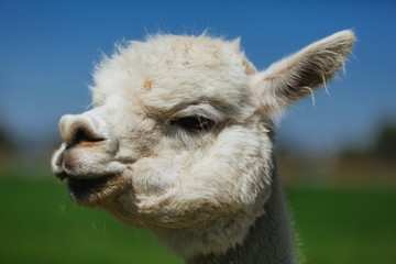 Obraz premium Alpaca | Oregon