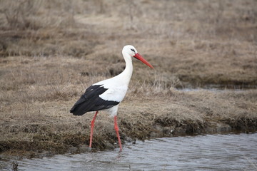 Storch, Wöhrdener Loch, Schleswig-Holstein