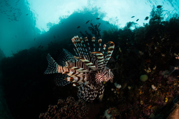 Lionfish on Reef Drop Off in Raja Ampat