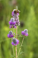 Bee on a Purple Prairie Cover