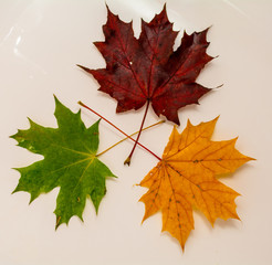 Multi-colored maple leaves lie on a white background. Three maple leaves.
