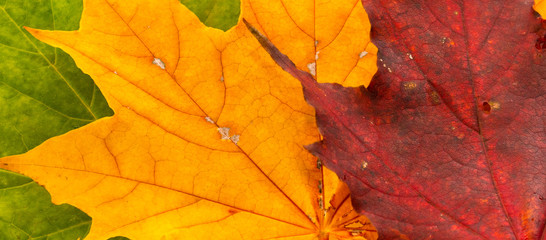 Naklejka na ściany i meble Multi-colored maple leaves lie on a white background. Three maple leaves. 