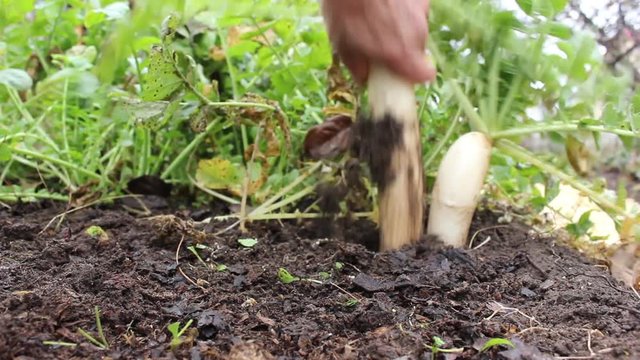 Gardener pulls ripe daikon radish out of the soil. October
