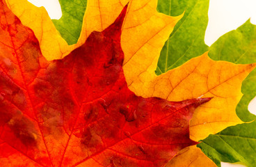 Multi-colored maple leaves lie on a white background. Three maple leaves.
