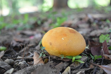 きのこ　/　コガネヤマドリダケ