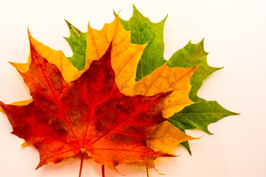 Multi-colored maple leaves lie on a white background. Three maple leaves.
