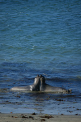 Fototapeta premium Seals | Lost Coast
