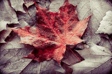 Red maple leaf lying on different sheets.
