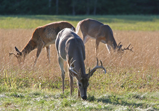 Fototapeta Three Whitetail Deer Bucks