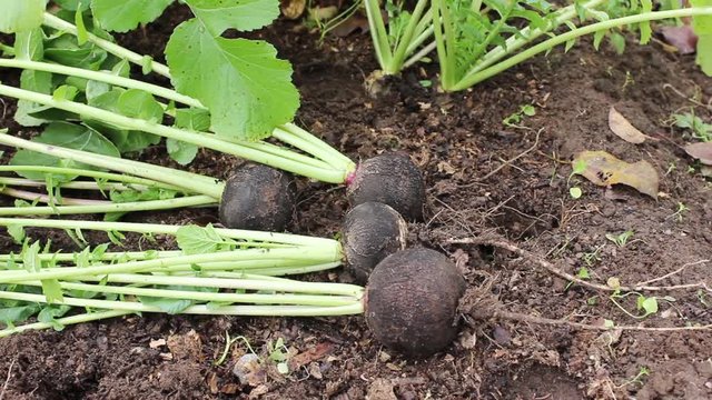 Ripe black radish excavated and placed on the ground