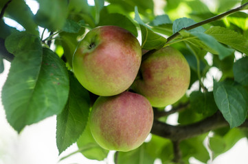 Green apples on a tree twig on a sunny day