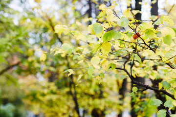 falling leaves in autumn forest