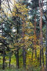falling leaves in autumn forest