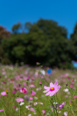 コスモス