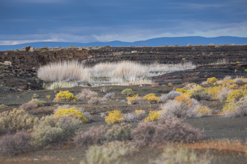 Reeds in desert