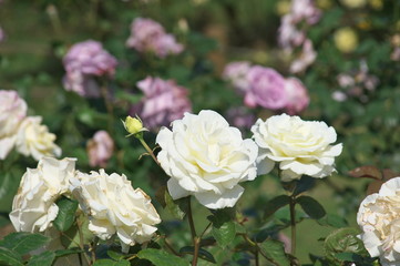 Obraz premium ばら